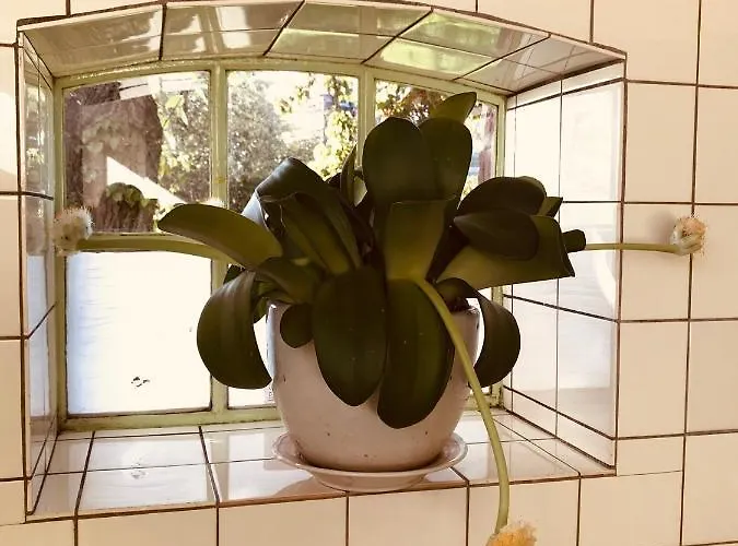 Unique Place On The River Waal