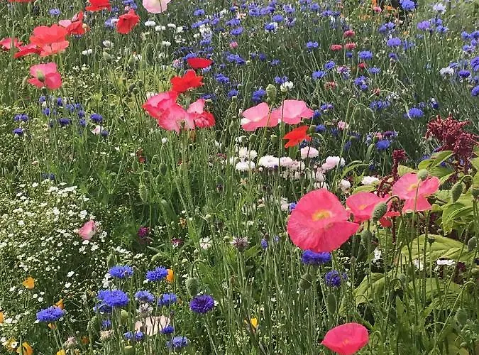 Unique Place On The River Waal * Heerewaarden