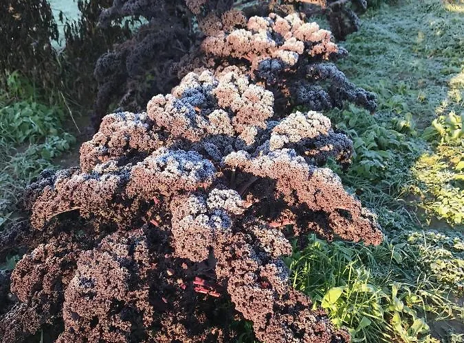 Unique Place On The River Waal *