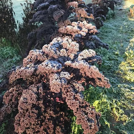 Unique Place On The River Waal *